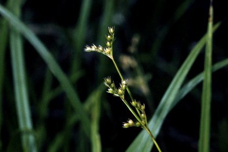 Juncus secundus NRCS-1