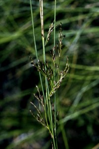 Juncus balticus NRCS-1