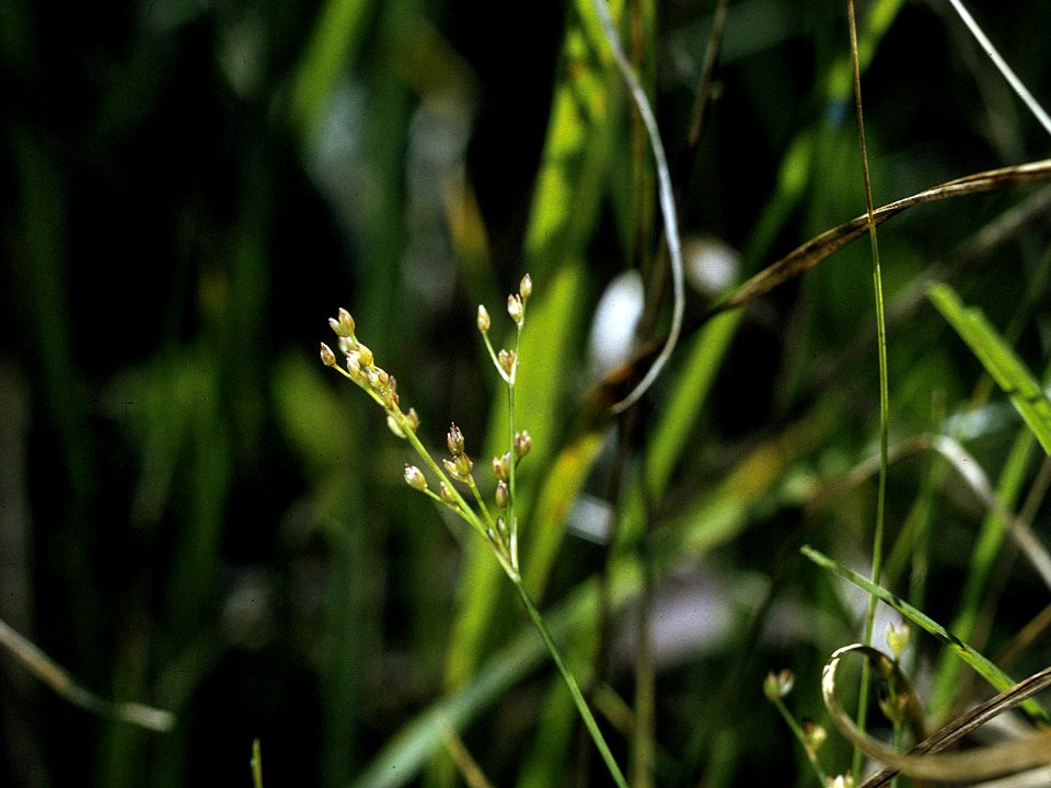 Juncus brachycephalus NRCS-002 4x3