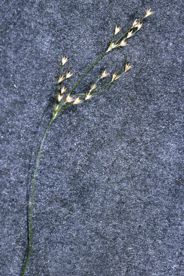 Juncus dichotomus NRCS-1