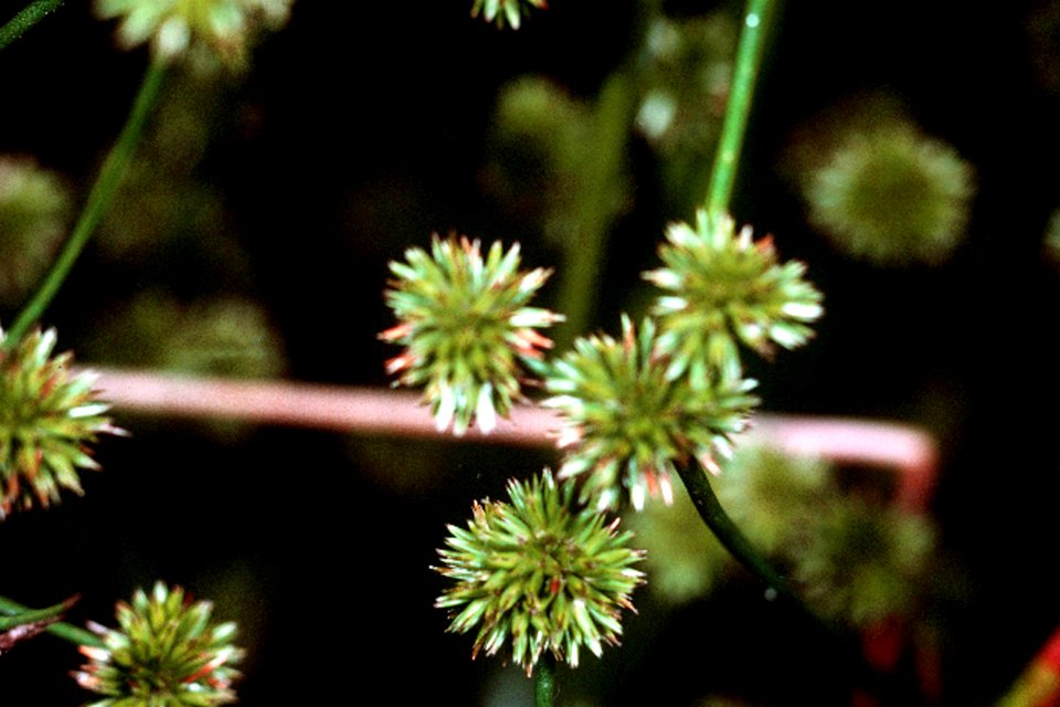 Juncus scirpoides NRCS-001