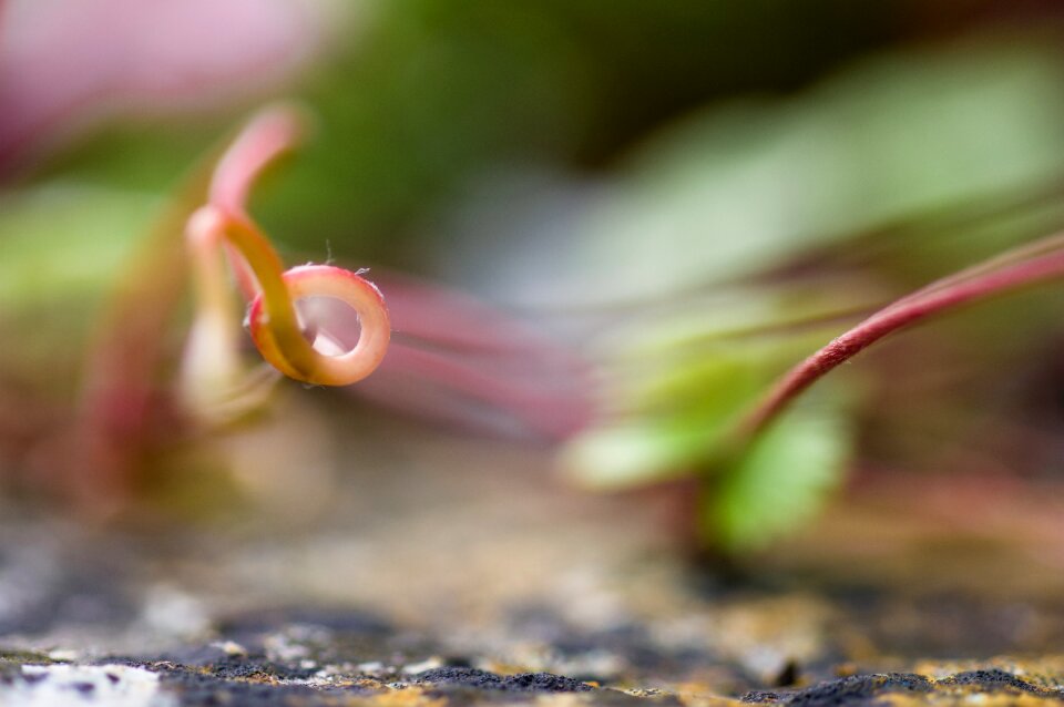 Spiral nature bokeh