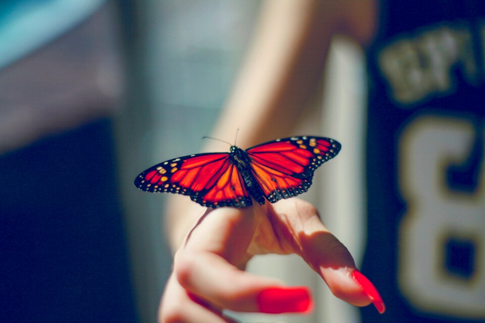 Butterfly nature insect