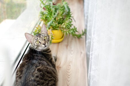 Domestic cat animal dachowiec