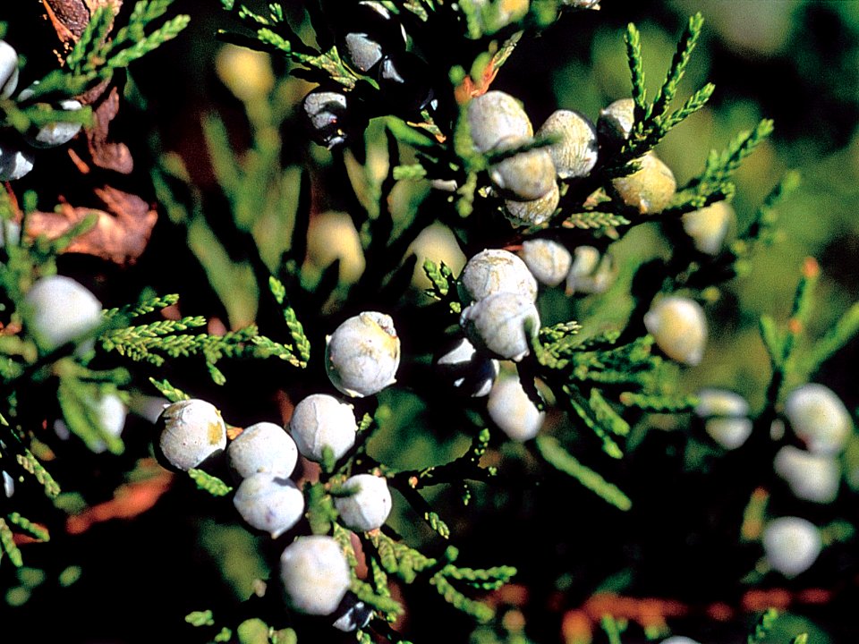 Juniperus virginiana NRCS-1