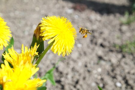 Summer close up bee