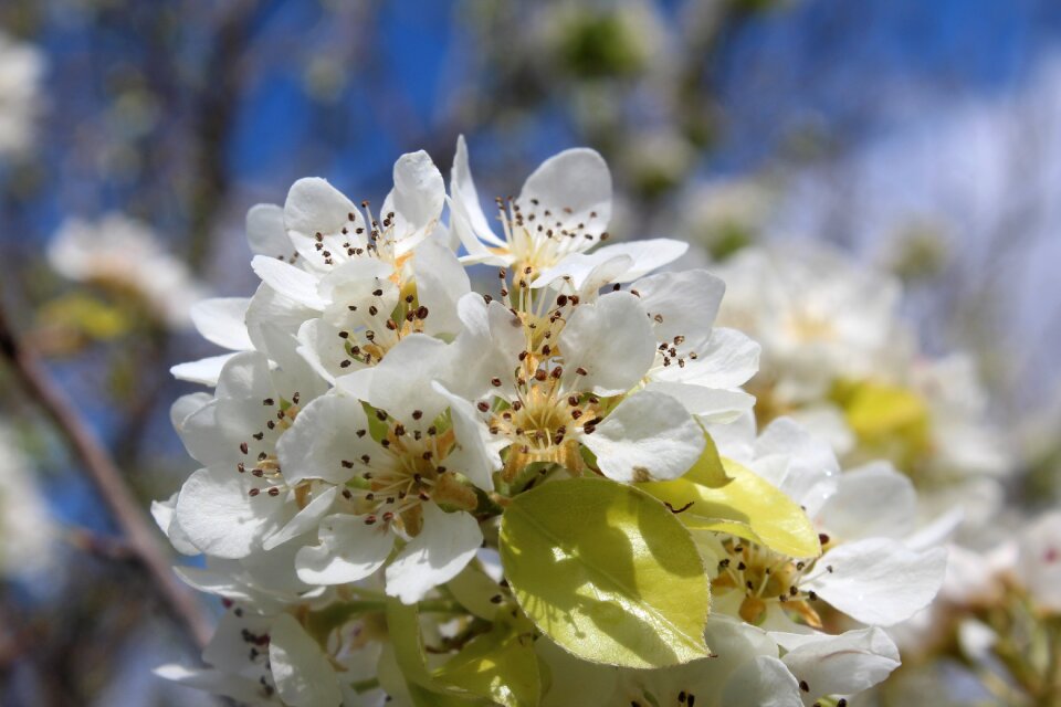 Branch tree peral