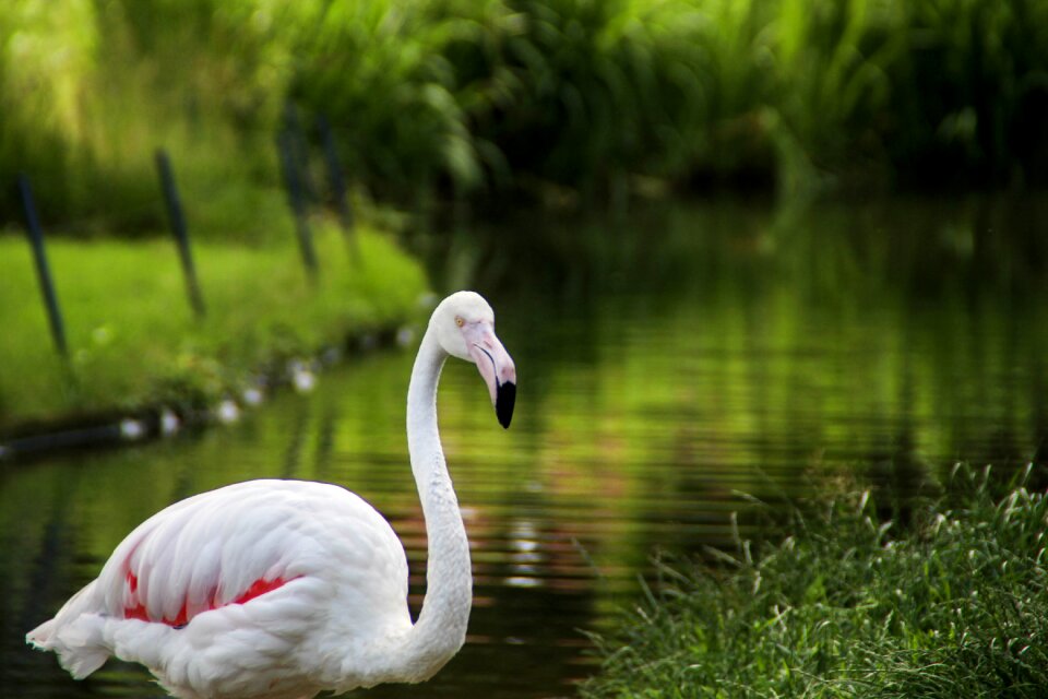 Waters animal world bird