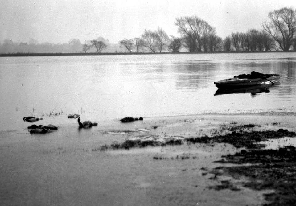 Just after a shot, dead ducks, also punt. YORYM-S387