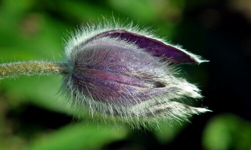 Anemone nature garden