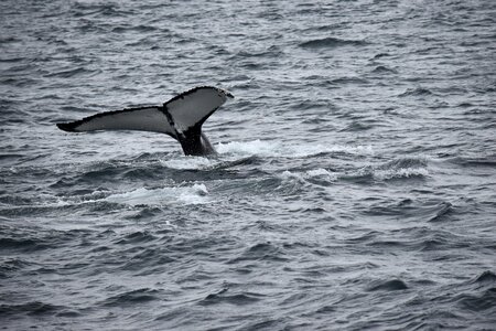 Sea ocean cetacean photo