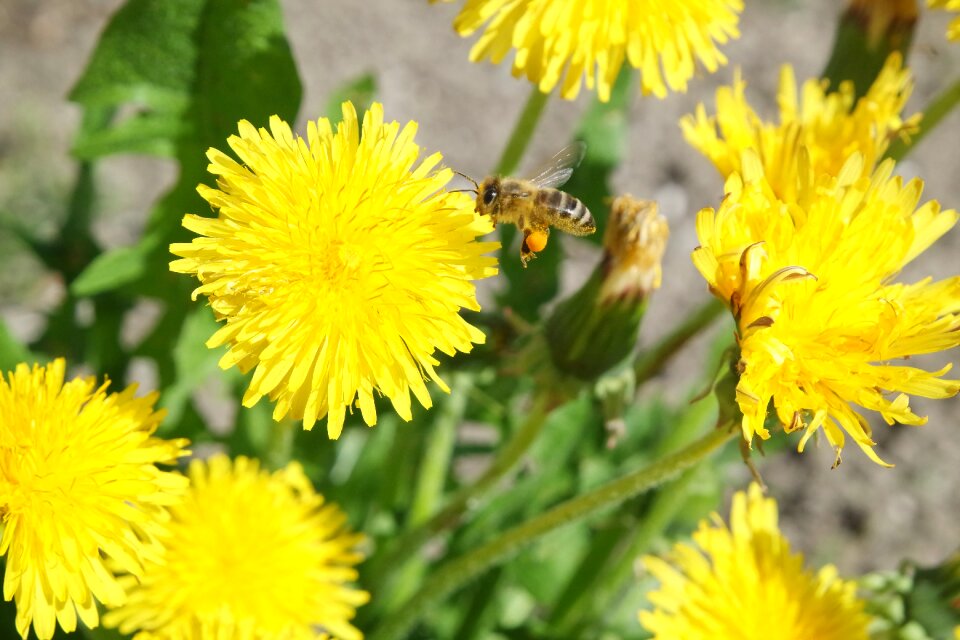 Summer dandelion bee photo
