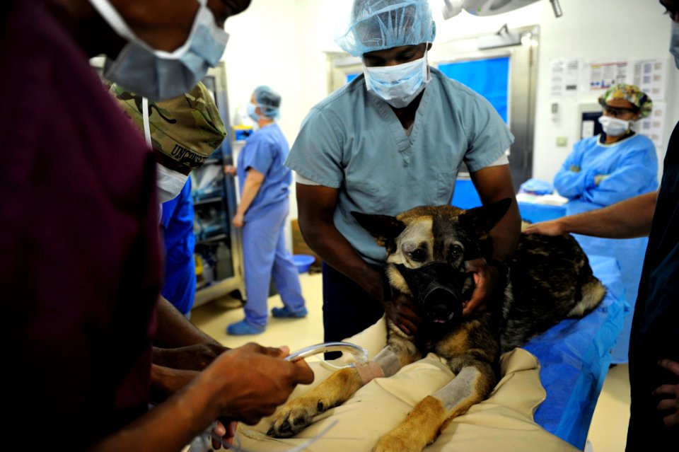 K-9 expeditionary medical surgery 141115-N-RY232-063