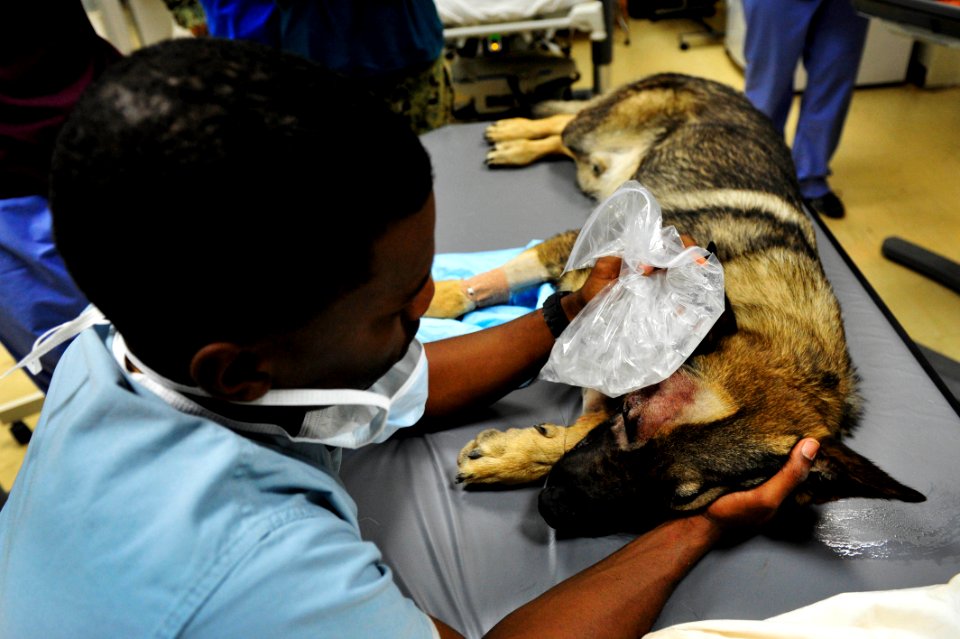 K-9 expeditionary medical surgery 141115-N-RY232-409