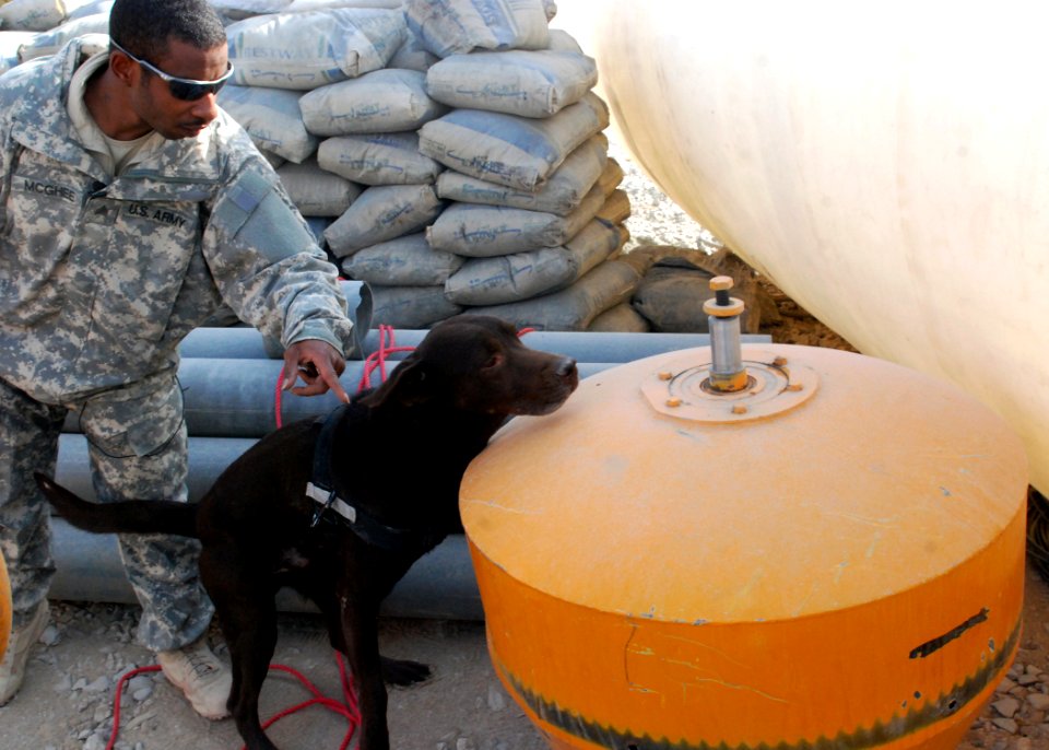 K-9 unit searches for IEDs DVIDS357324