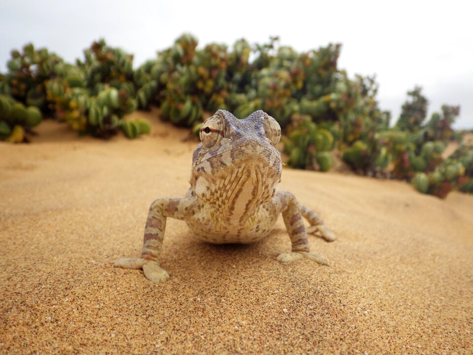 Sand namib desert animal