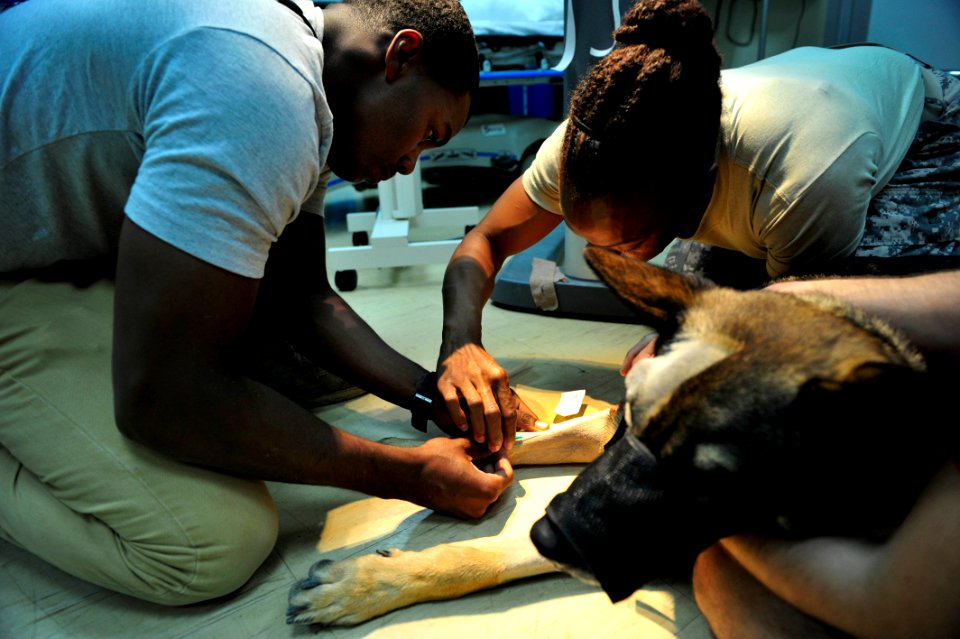 K-9 expeditionary medical surgery 141115-N-RY232-016