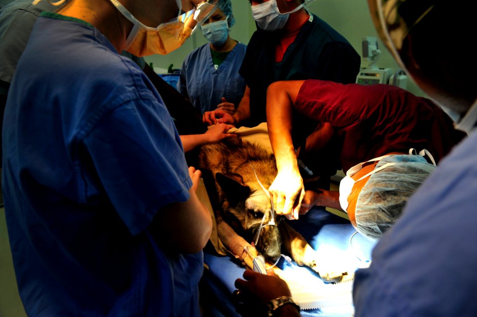 K-9 expeditionary medical surgery 141115-N-RY232-095