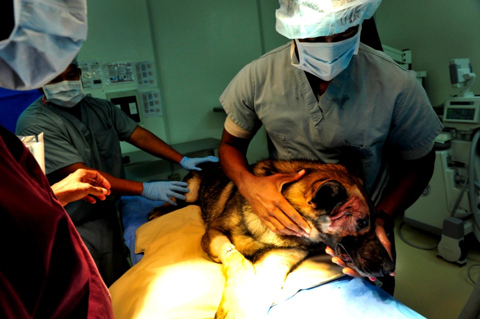 K-9 expeditionary medical surgery 141115-N-RY232-336