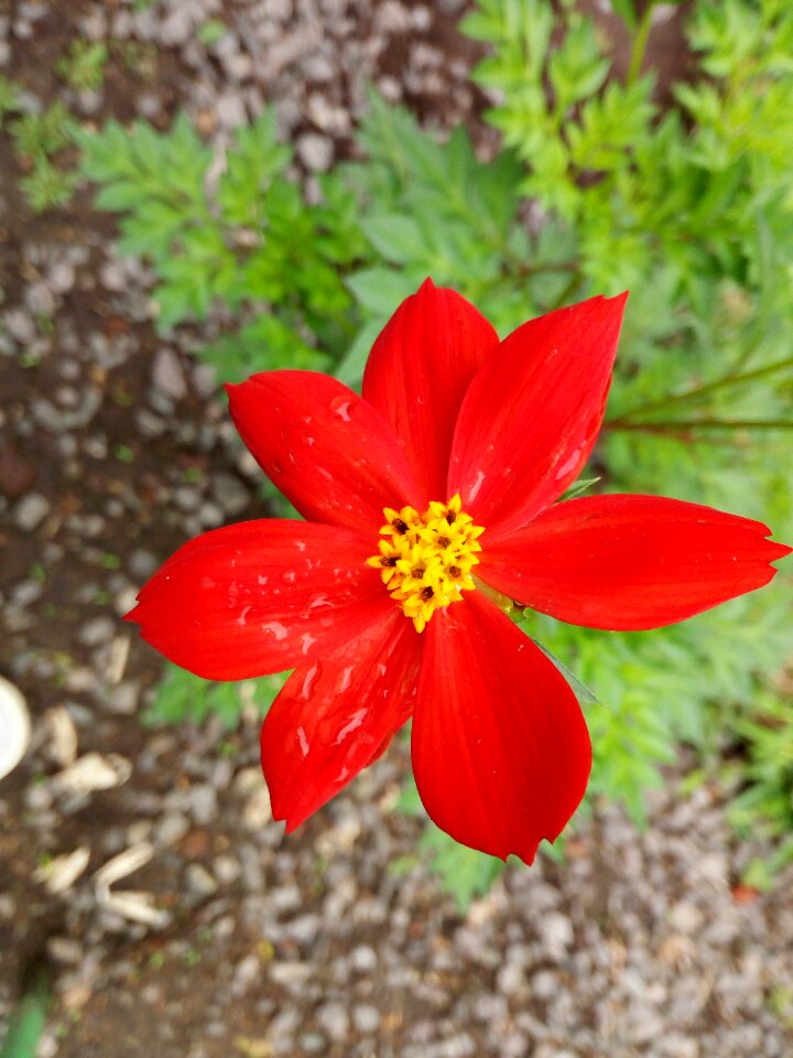 Flower red Free photos photo