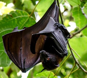 Vampire depend tropics