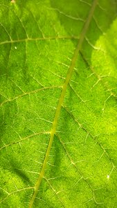 Growth environment garden photo