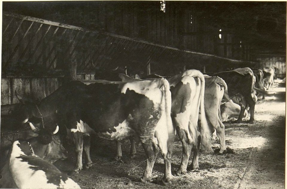K.u.k. Schlachtviehdepot Nro.7 in FELDKIRCHEN. 1. Viehplatz im Hofe der Schweizerei. Aufgenommen am 20.VII.1916. (BildID 15477534)