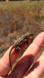 Juvenile side-blotched lizard (27829543114) photo