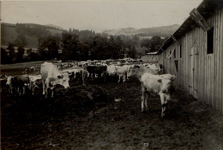 K.u.k. Schlachtviehdepot Nro.7 in FELDKIRCHEN. 3. Viehplatz. Belegraum ca.800 Stück Vieh, sogenannter Dörflerplatz. Ausläufe mit Vieh; im Hintergrunde die ersten Baracken, hinter diesen stehen in gewi (BildID 15477562)