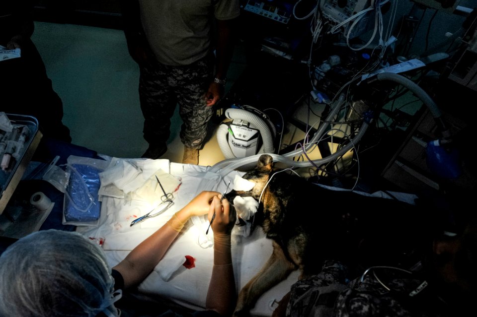 K9 Surgery 140402-N-LE393-157