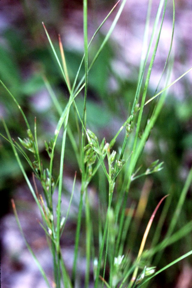 Juncus anthelatus NRCS-001