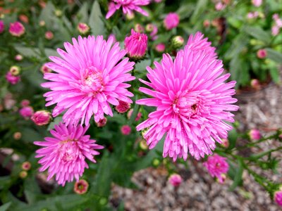 Flowers pink Free photos