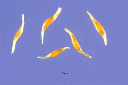 Juncus canadensis seeds juca3 003 php