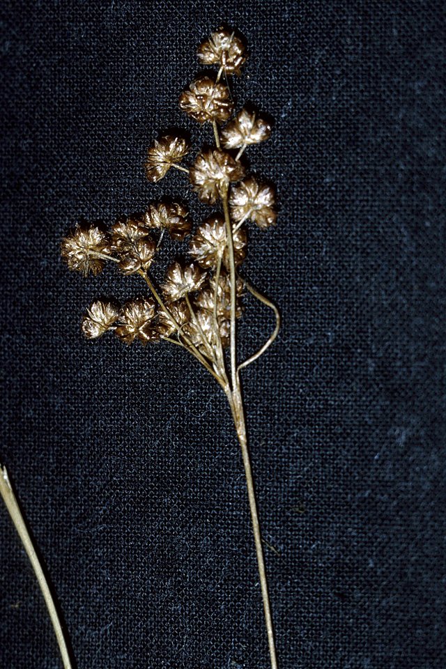 Juncus marginatus NRCS-1