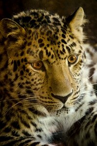 Leopard predator big cat photo