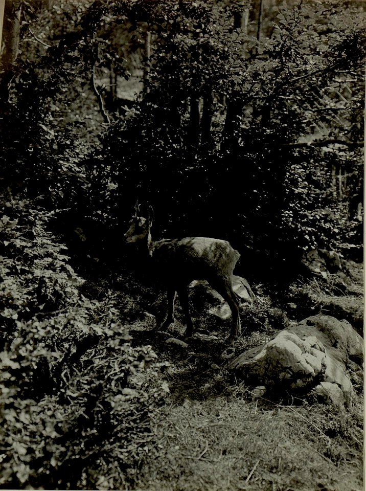 Junge Gemse auf Golubar Planina, die sich im Drahtverhau verfing und von unseren Leuten eingefangen wurde & jetzt aufgezogen wird. (BildID 15480615)