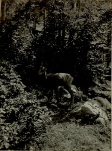 Junge Gemse auf Golubar Planina, die sich im Drahtverhau verfing und von unseren Leuten eingefangen wurde & jetzt aufgezogen wird. (BildID 15480615)