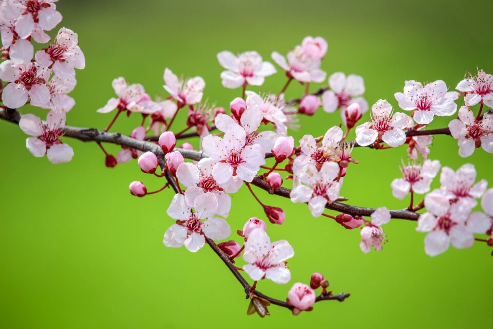 Cherry flora branch