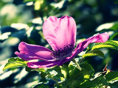 Plant roses bush