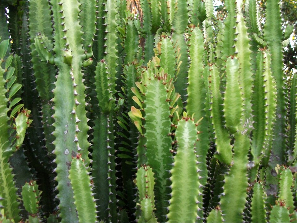 Cactus thorn vegetation leaf cactus