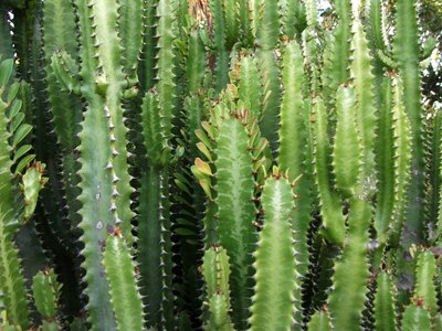 Cactus thorn vegetation leaf cactus photo