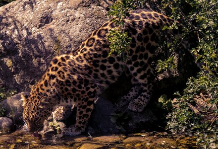 Leopard predator big cat photo