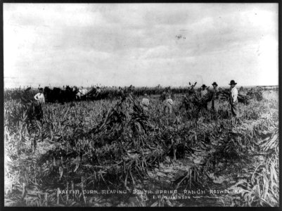 Kaffir corn reaping - South Spring Ranch, Roswell, N.M. LCCN2002718370