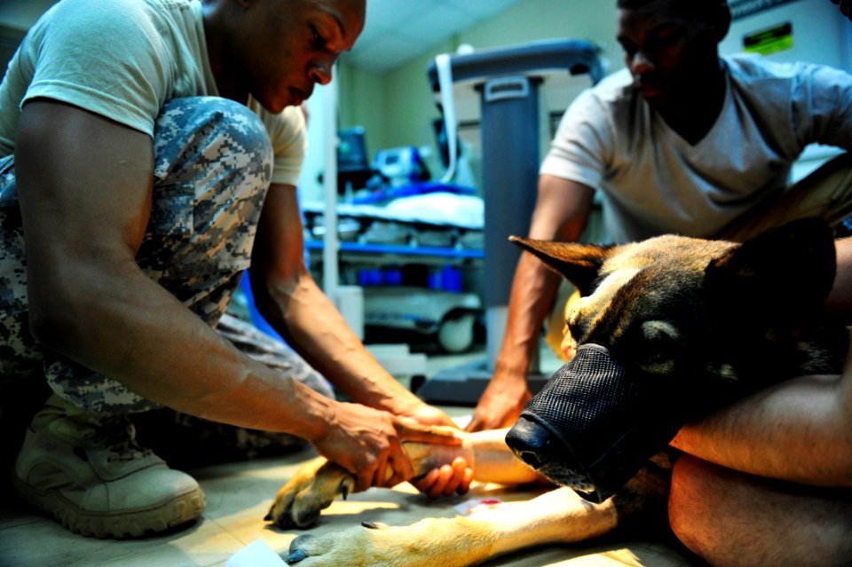 K-9 expeditionary medical surgery 141115-N-RY232-045