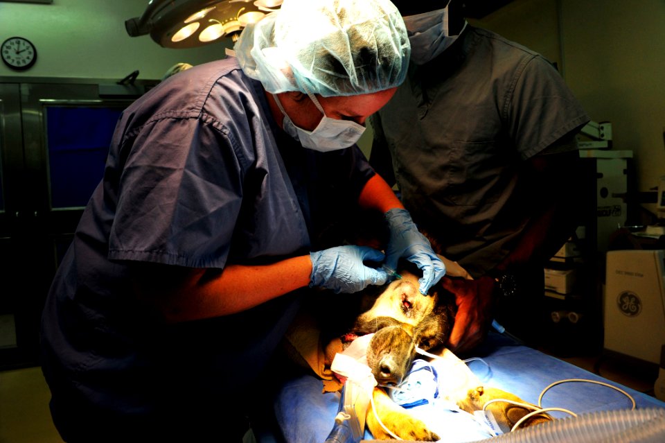 K-9 expeditionary medical surgery 141115-N-RY232-117