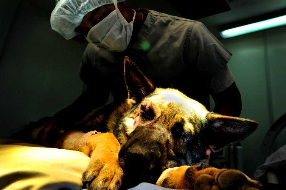 K-9 expeditionary medical surgery 141115-N-RY232-356
