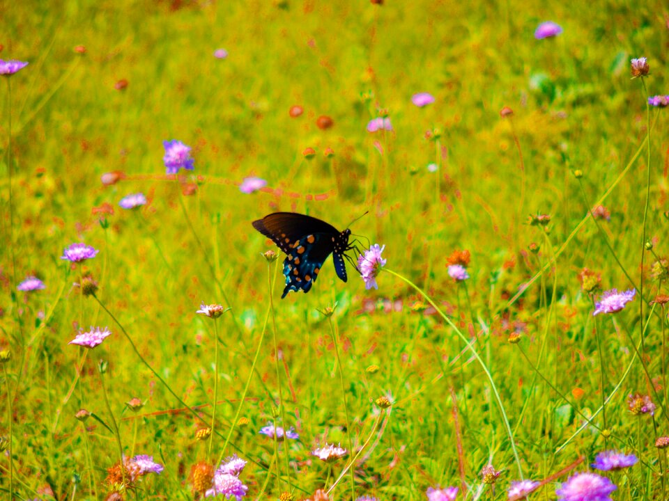 Nature texas swallowtail