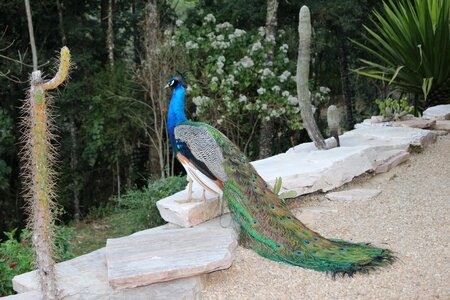 Peacock beauty bird photo