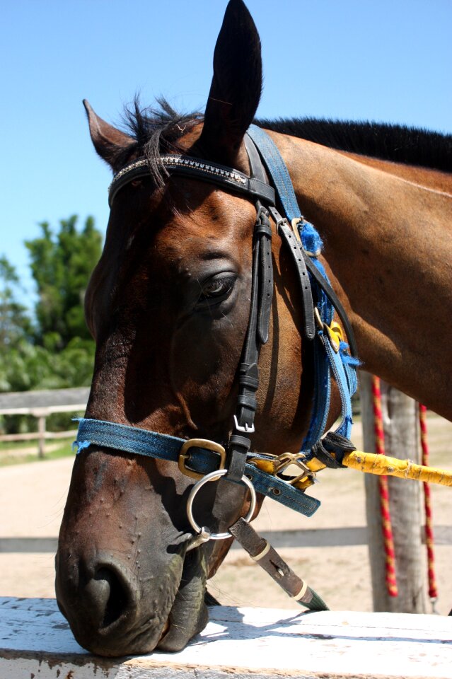 Farm rai horse riding