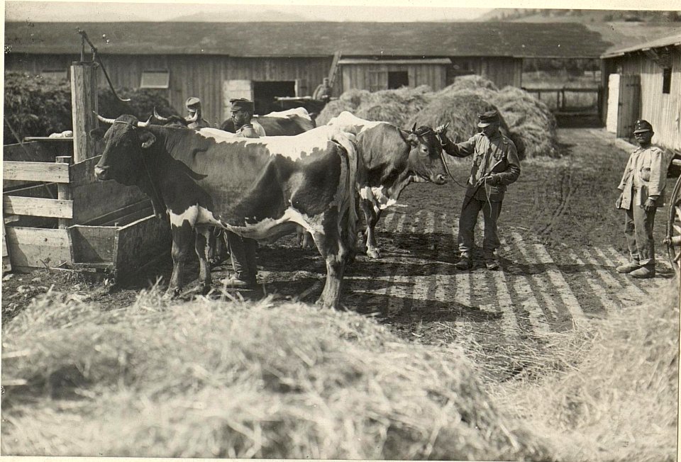 K.u.k. Schlachtviehdepot Nro.7 in FELDKIRCHEN. 1. Viehplatz, sogenannter LABOISENPLATZ. Aufgen.am 20.VII.1916. (BildID 15477541)